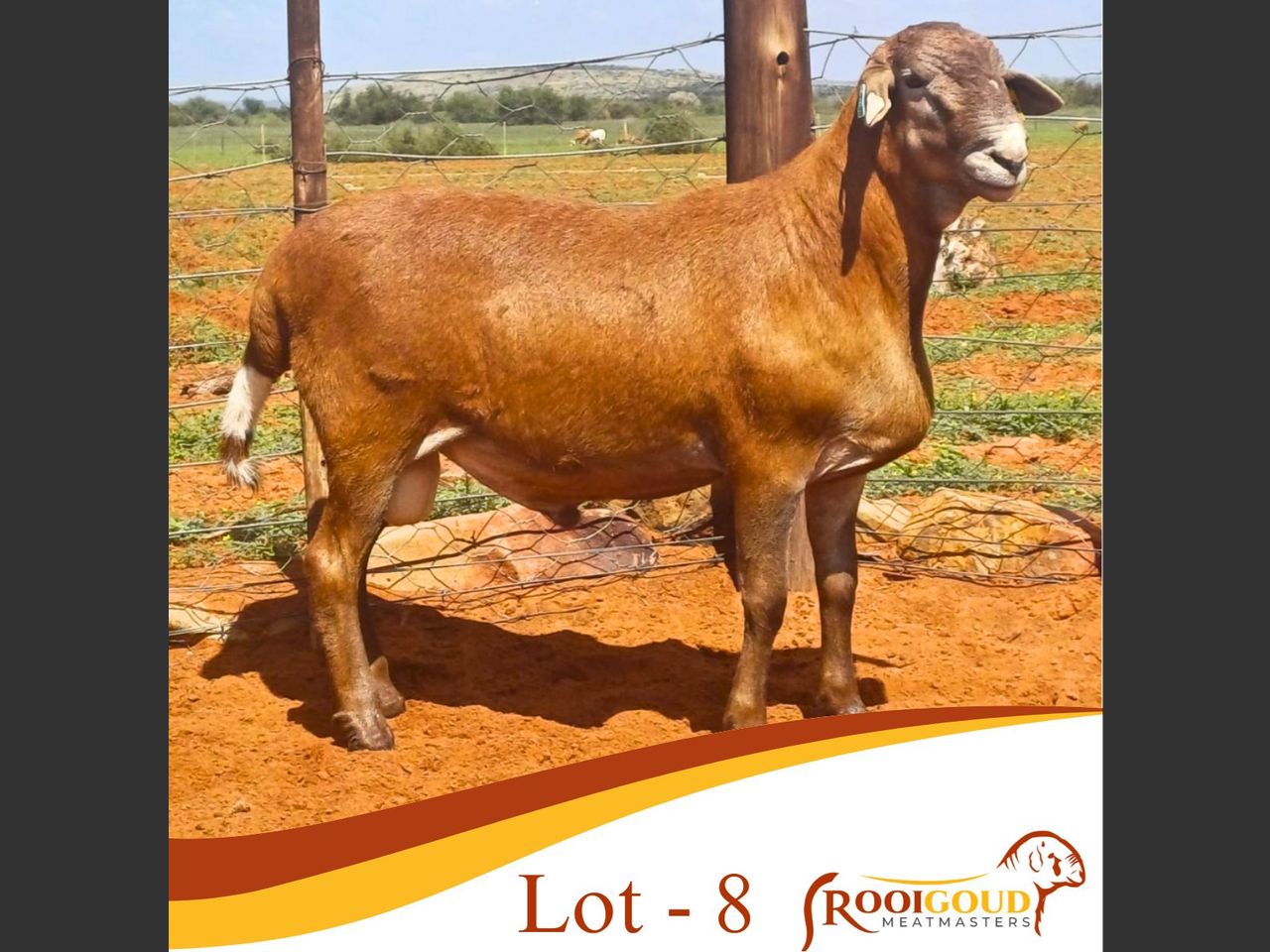 Lot R8 | MEATMASTER ALLIANCE MEATMASTER VEILING | SwiftVEE | South ...