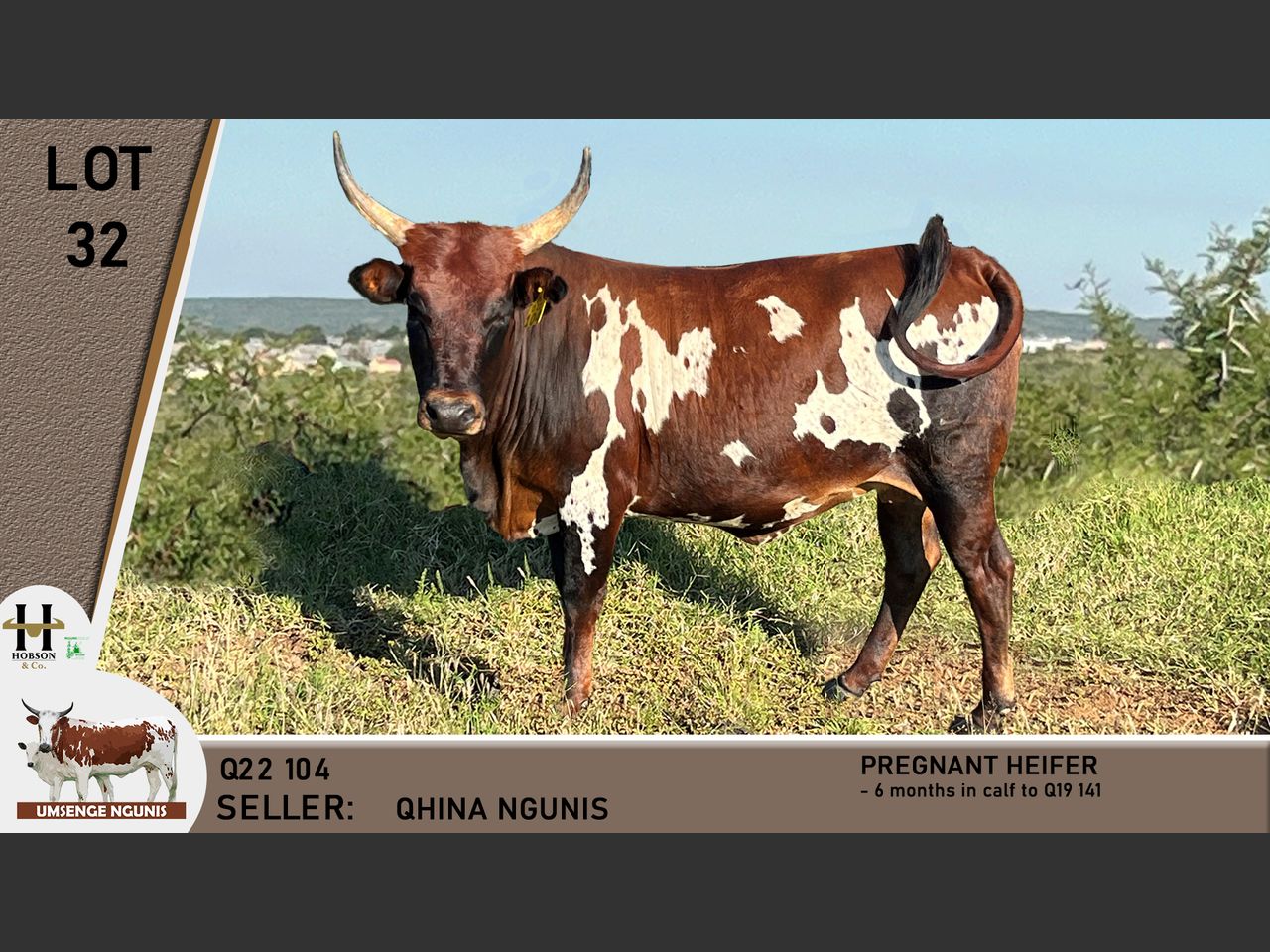 Lot 32 | UMSENGE NGUNI'S 25TH BULL & PRODUCTION SALE | SwiftVEE | South ...