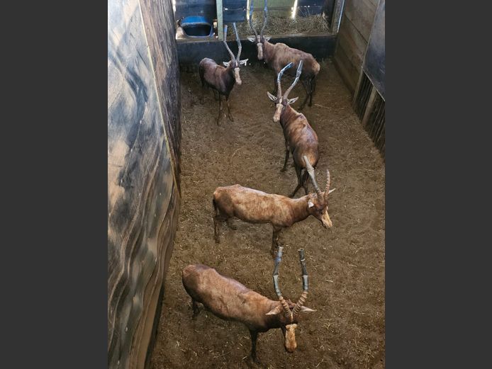 BLESBOKKE | HIGHLAND