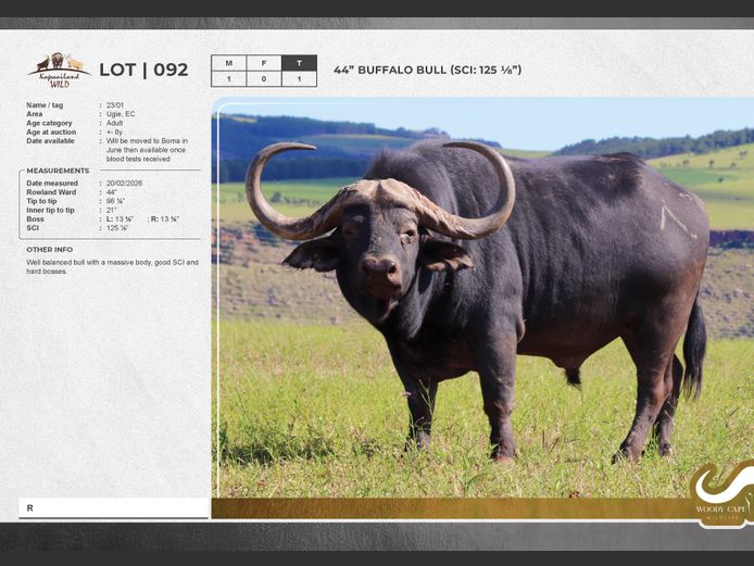 Buffalo | Masizakhe Farming