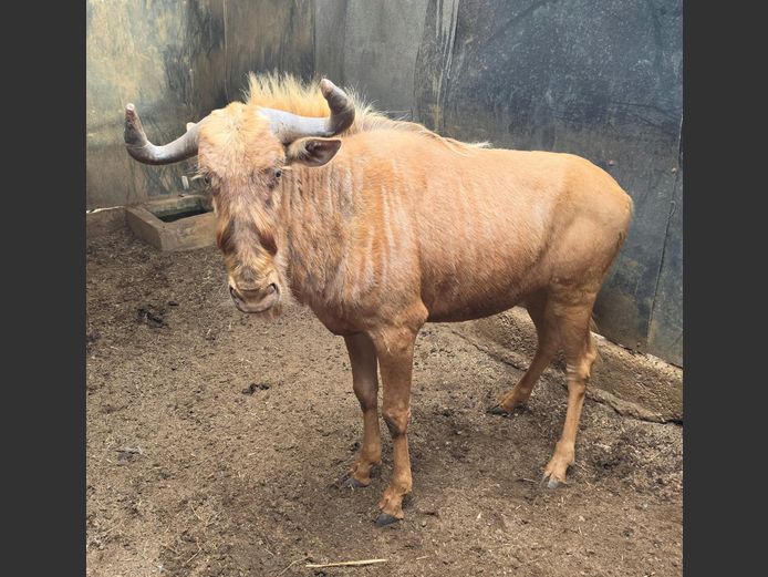 GOUE WILDEBEES | BUFFELSPOORT
