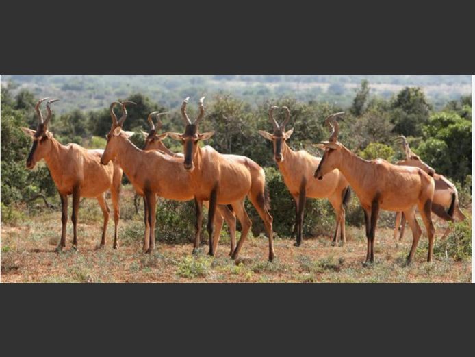 Rooihartebees Teeldiere