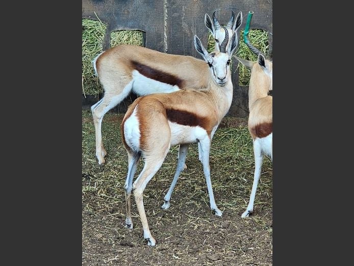 SPRINGBOK | MAS TRADING