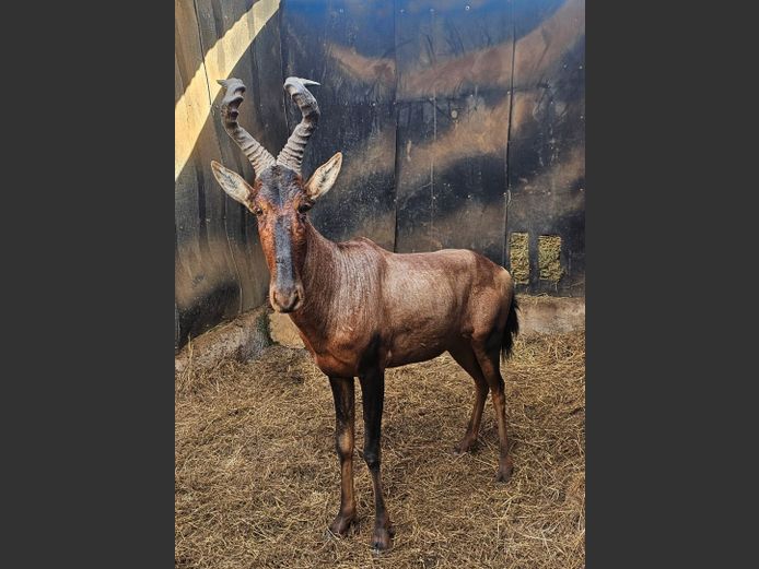 ROOIHARTBEES 24" | HUGOMOND BOERDERY