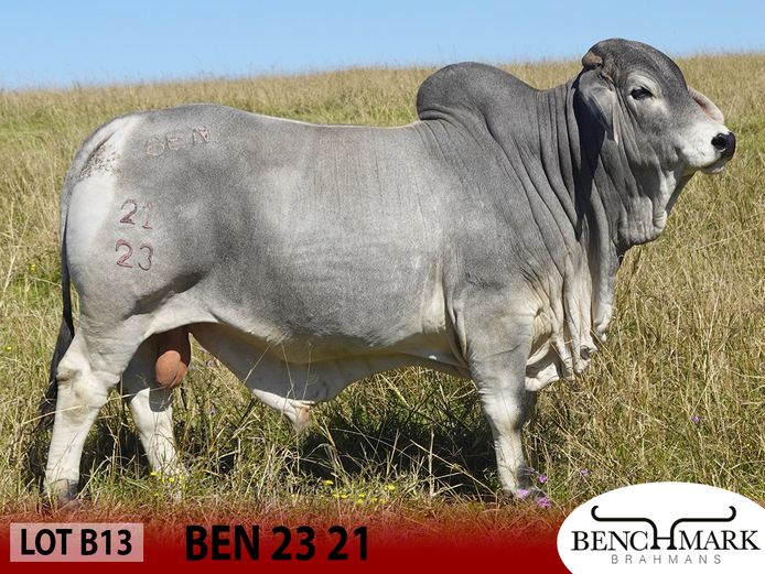 BEN2321 | NO 8 CATTLE COMPANY (PTY) LTD