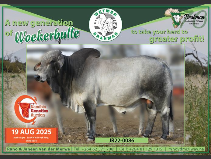 22-0086JR | WETMER BRAHMAN