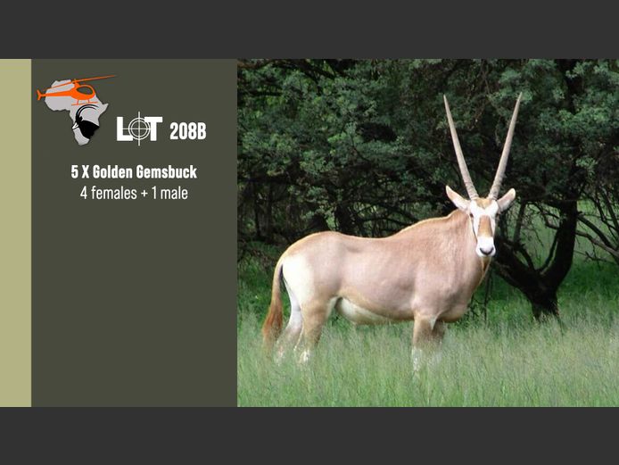 Golden Gemsbuck