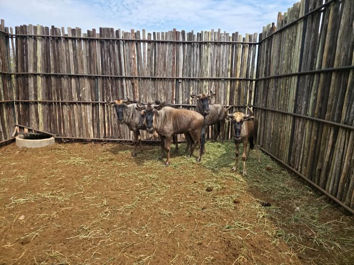 BLOUWILDEBEES | HANLEY