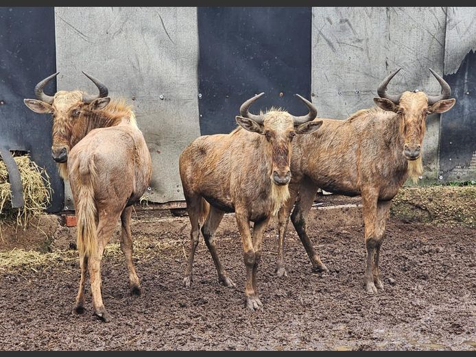 GOUE WILDEBEES | TAWNI SAFARIS