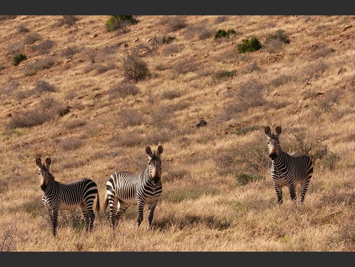 Mountain Zebra Mixed |  SANParks - Mountain Zebra National Park