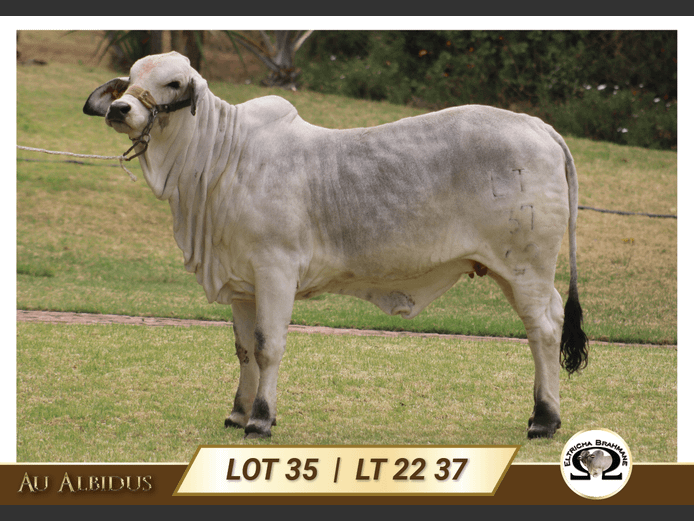 LT2237 | TRICHARDT LG