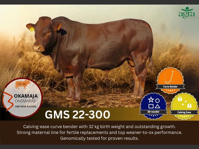 GMS 220300 HH(c) | OKAMAJA BONSMARA