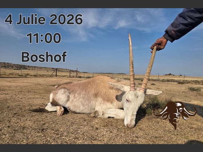 Skilder Gemsbok Vers