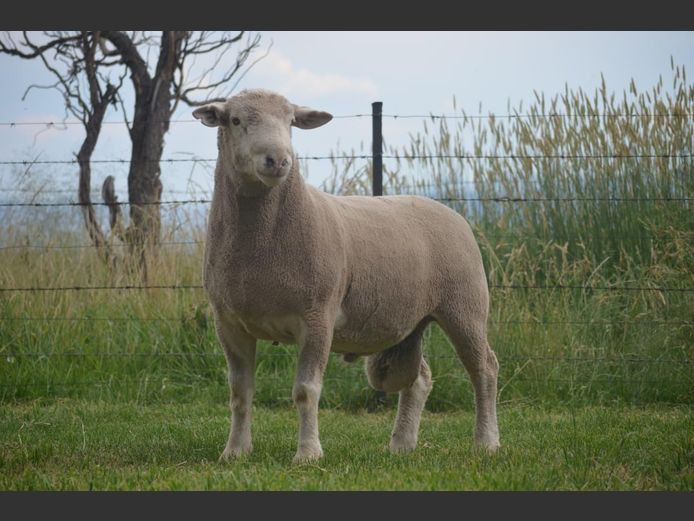 T 240341 | TWEE BROERS DORMER STOET