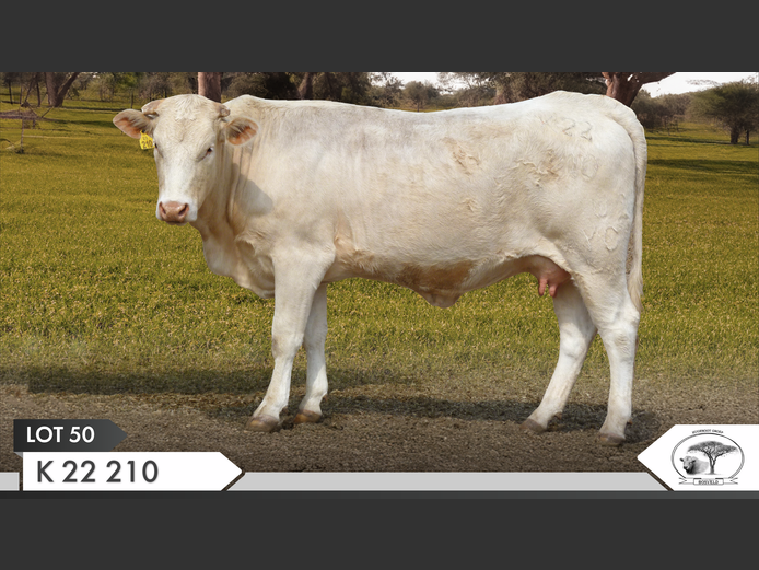 K 220210 | KOPERKOP HUGENOOT STOET