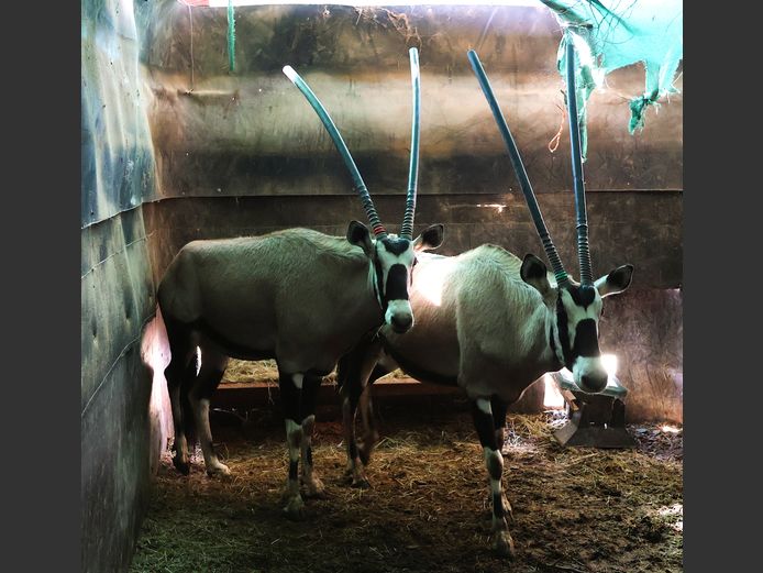 GEWONE GEMSBOK | LOUW FAMILIE TRUST