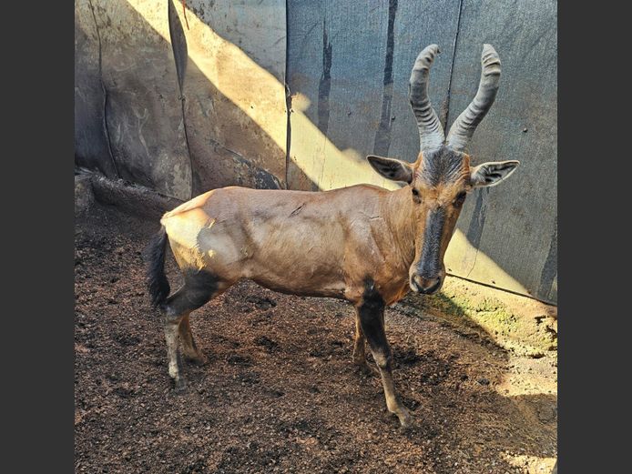 REDHARTEBEEST | HELICON