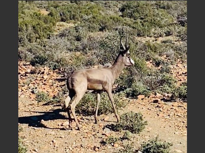 Blou Springbok | Steenbokkie (J Herselman)