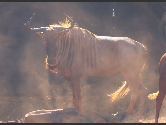 Goue Wildebees