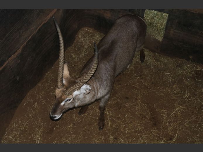 Waterbok