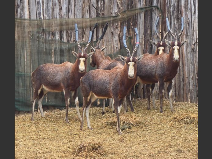 BLESBOK | HELICON