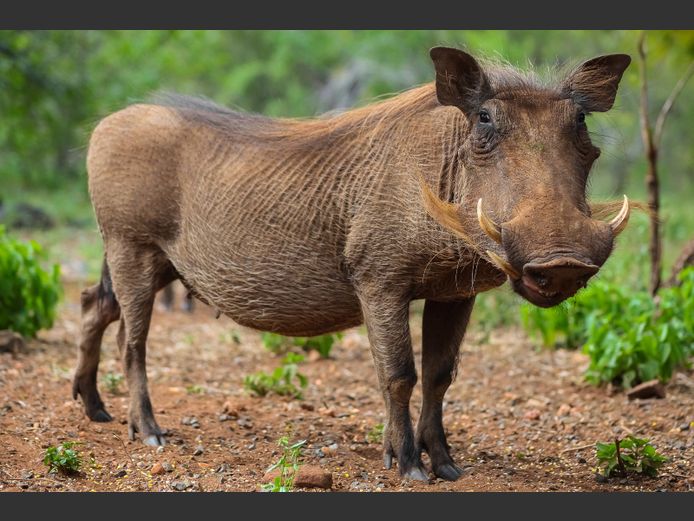 Biltong Hunt for 1 blesbuck and 2 warthog. 2026 Hunting Season | De Nek Farm