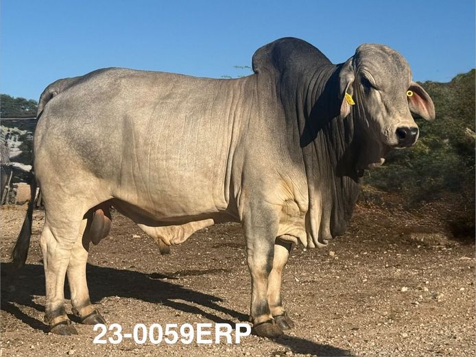 23-0059ERP | HARROBI BRAHMAN