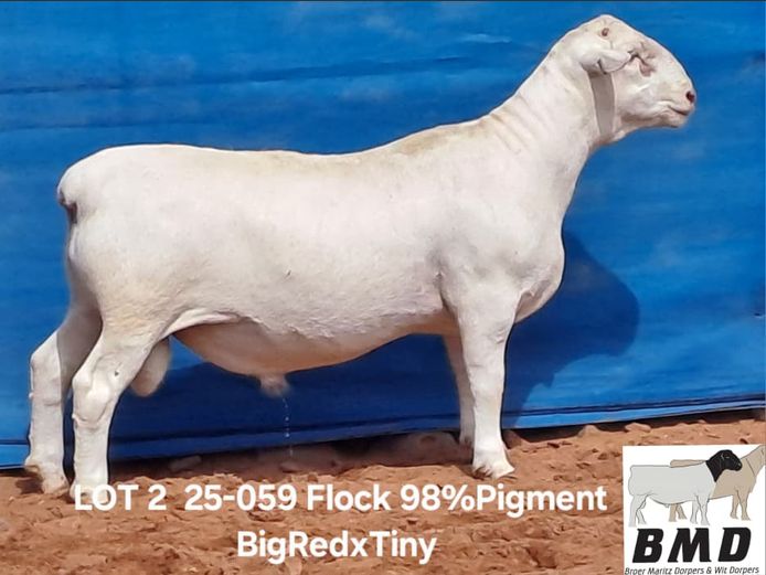 25-059 | BROER MARITZ DORPERS