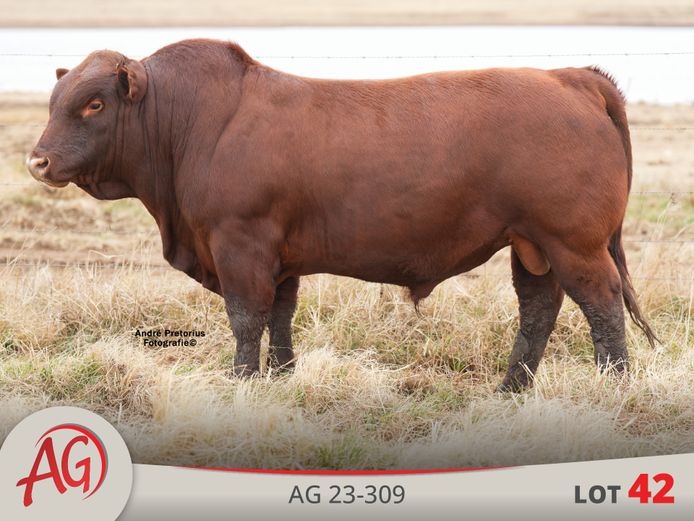 AG230309 | ARTHUR DE VILLIERS & SEUN