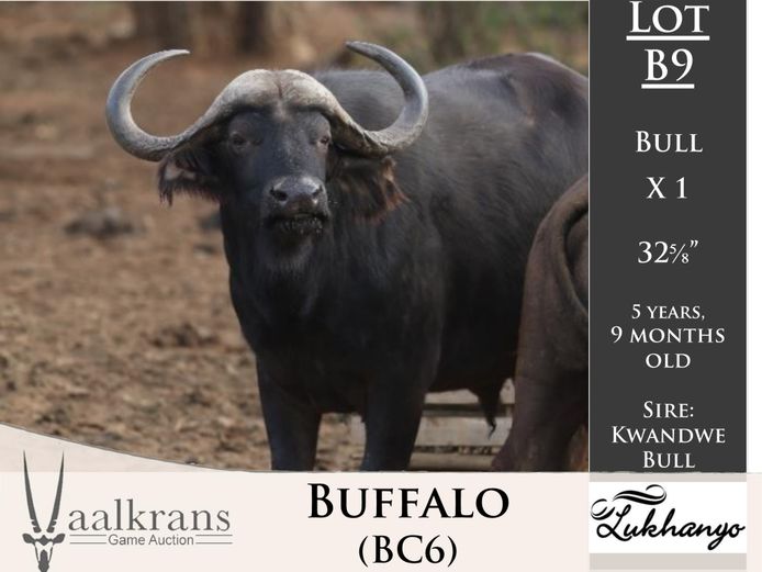 Buffalo Bull