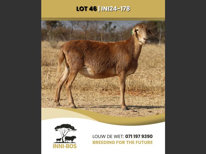 INI 24-178 | INI-BOS BOSVELDER