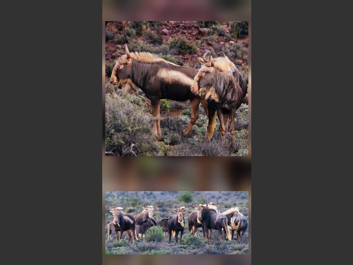 Konings Wildebees Koeie