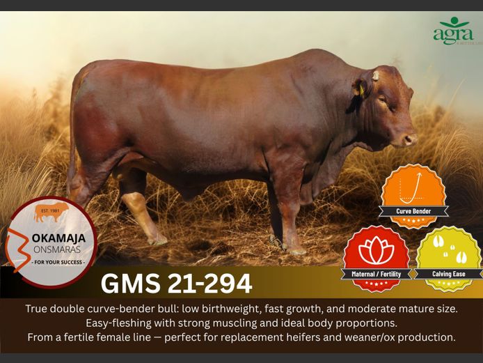 OKAMAJA BONSMARA | GMS 210294 HH(c)
