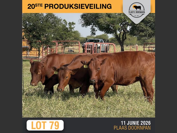 Commercial Animals | ELANDSKERK BEES BOERDERY