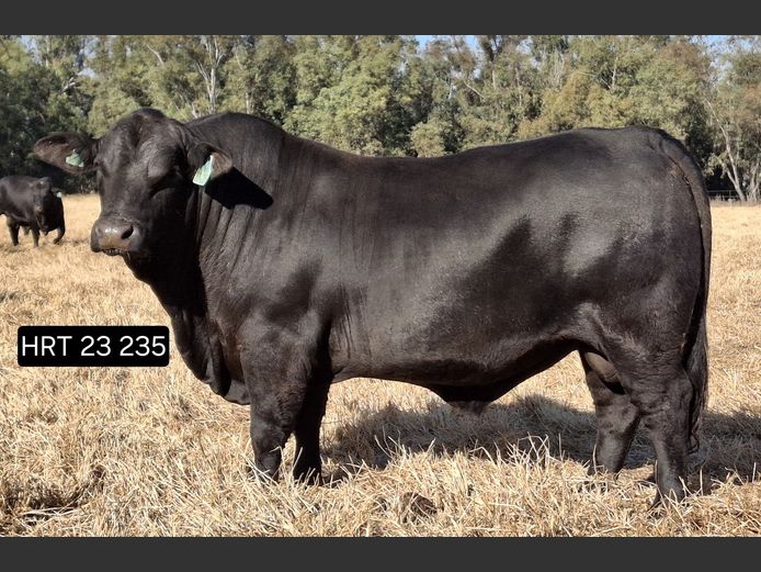 HRT23235 | HUNTERS REST BLACK BRANGUS