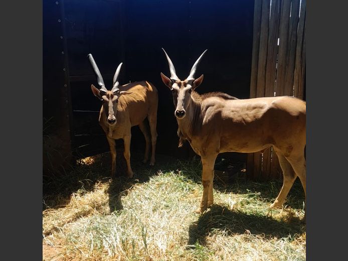 ELAND | HELICON