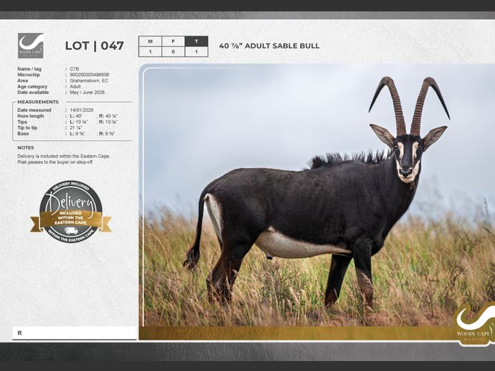 Sable | Woody Cape Wildlife (Pty) Ltd