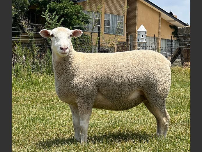 JB240156 | J.A BARNARD