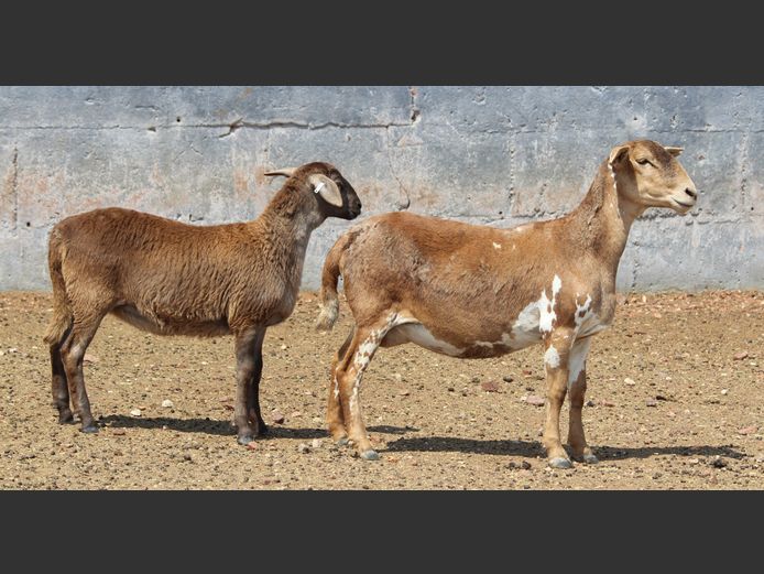 CRL 23.280 | Riaan Liebenberg - Hanri Meatmasters