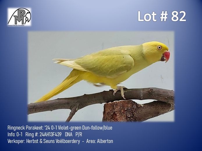 0-1 '24 Ringneck Parakeet: Violet-green Dun-fallow/blue - Herbst & Seuns Voëlboerdery