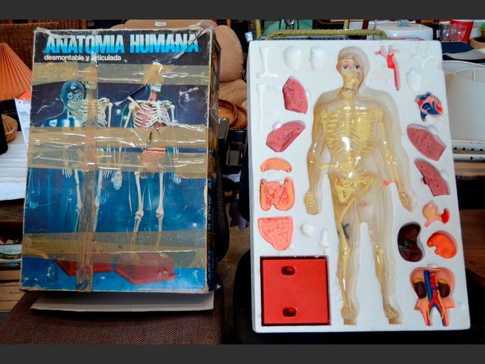 MODEL HUMAN ANATOMY FIGURE [Incomplete]