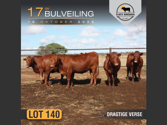 Commercial Animals | LFR Bonsmara-stoet