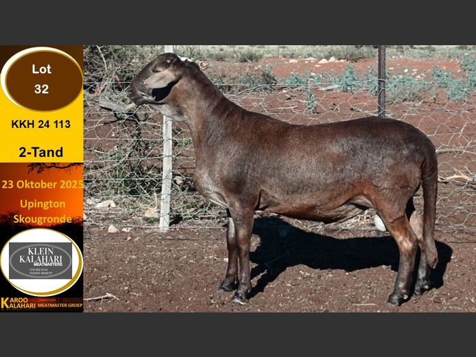 KKH 24.113 | Tommy Bissett - Klein Kalahari Meatmasters