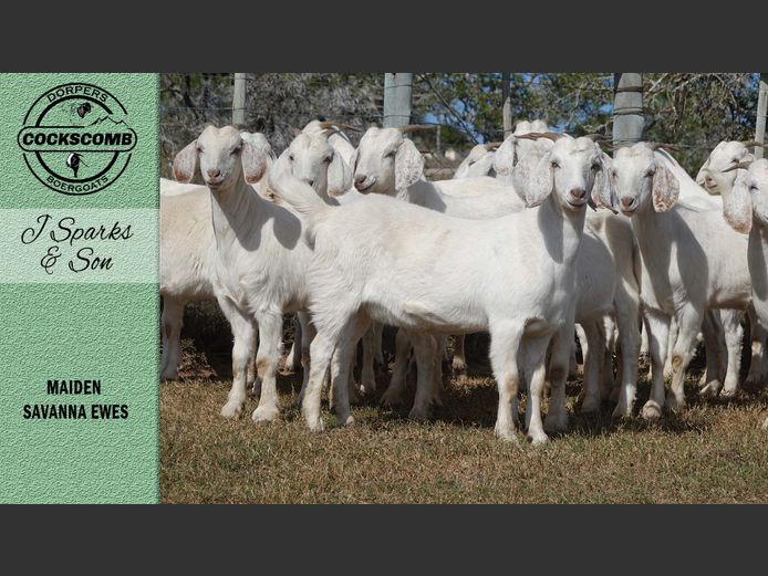 115 / 118 / 116 / 102  |  J Sparks & Son