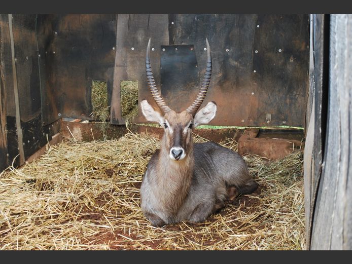 WATERBUCK | NVG