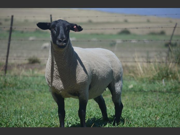 301 240067 | TWEESEUNS