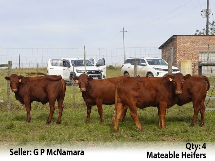Commercial Animals | G P McNamara