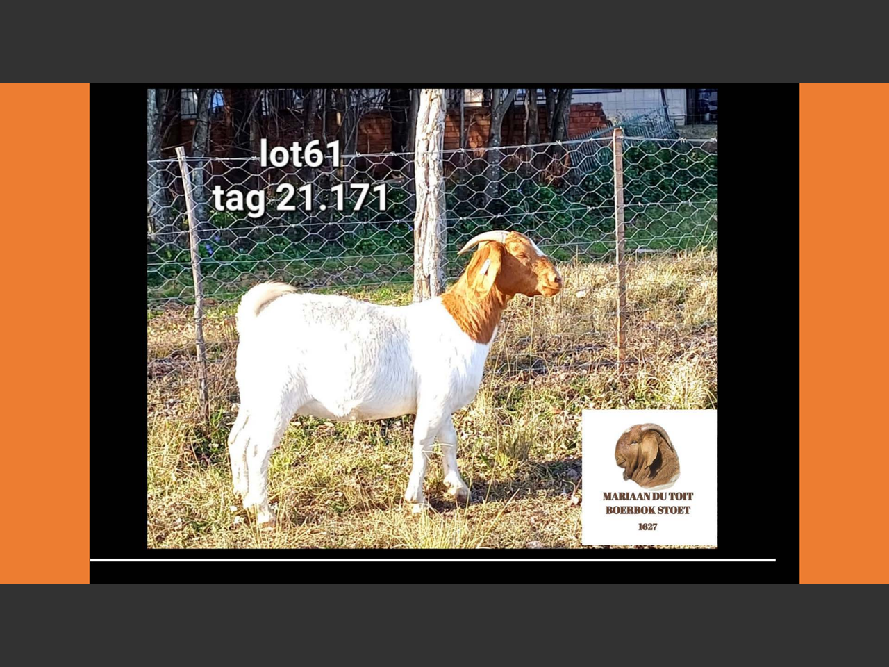 images