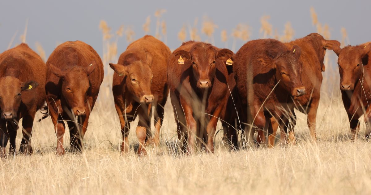 Lot 4 | PRESTIGE AANTEELVEILING | SwiftVEE | South Africa’s Leading ...