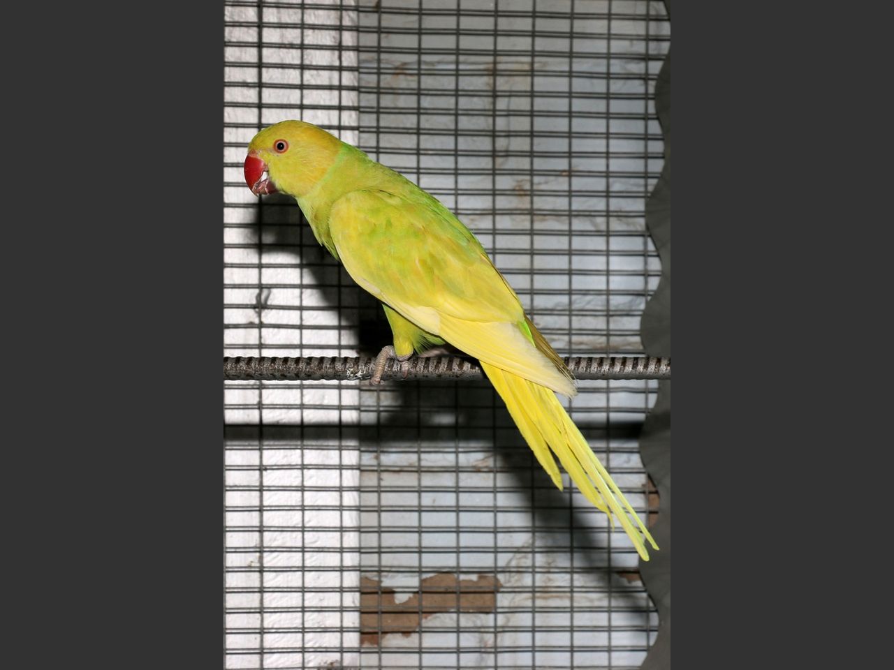 images